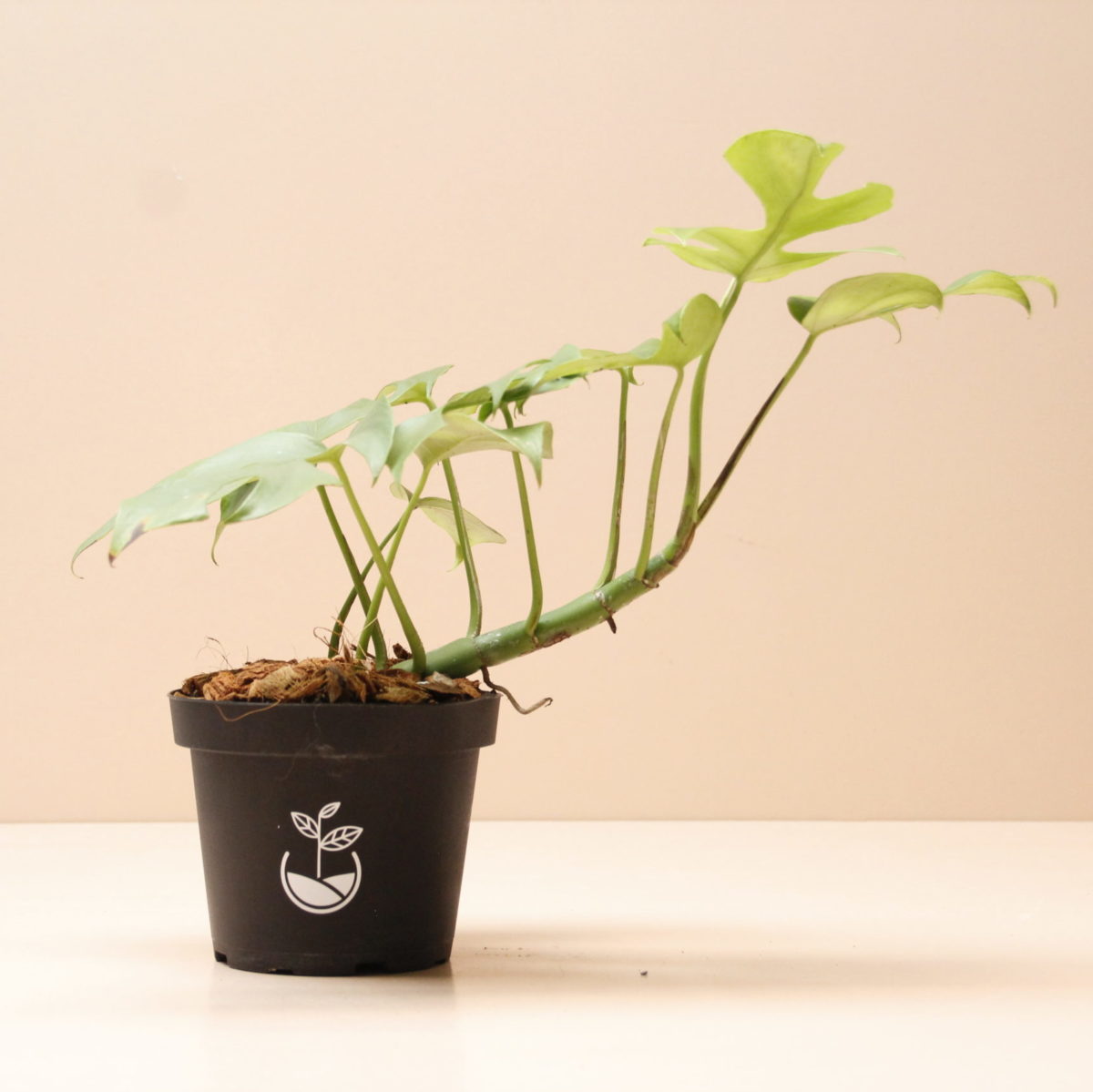 planta Rhaphidophora tetrasperma