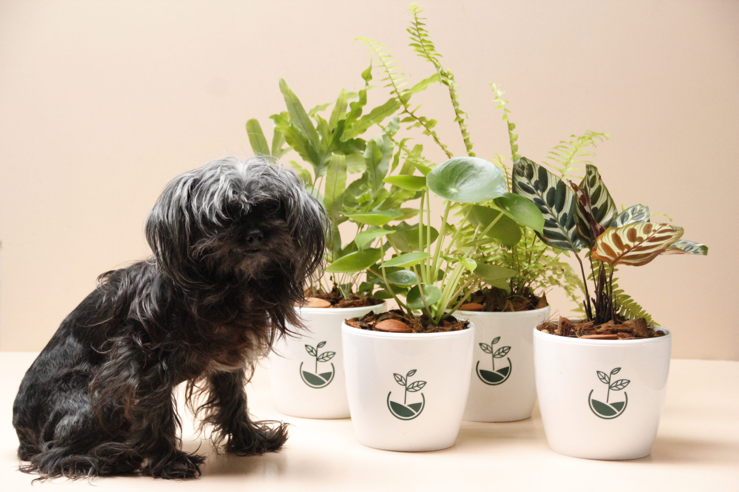 set plantas pet friendly