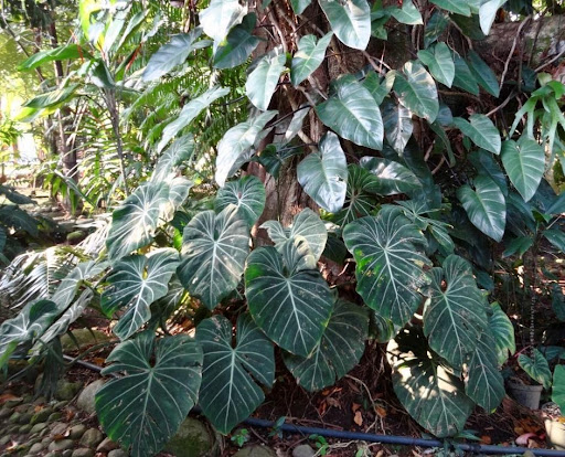 planta philodendron gloriosum
