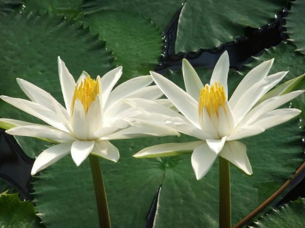 Flor de Loto (Nymphaea lotus)
