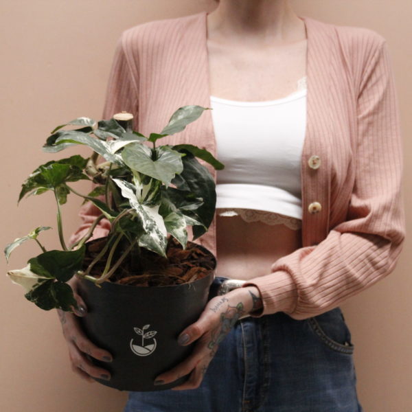 planta syngonium variegata