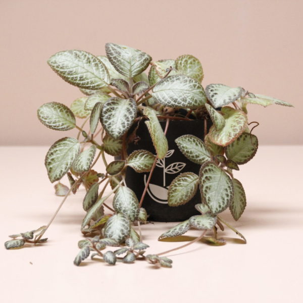 planta Episcia cupreata