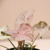 planta syngonium rosa