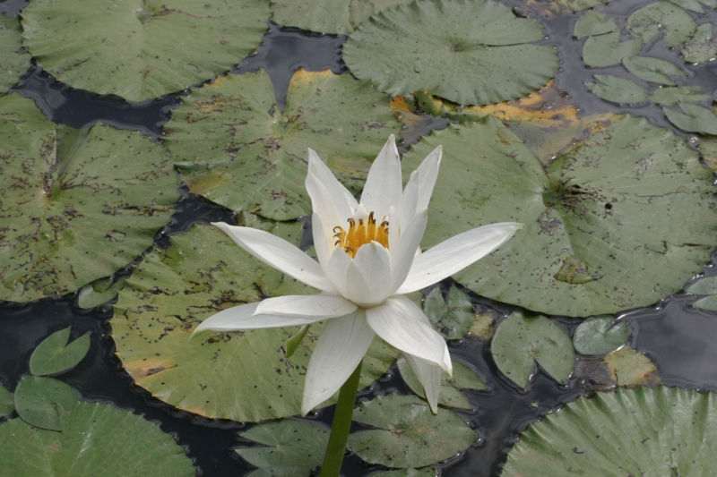 planta flor de loto