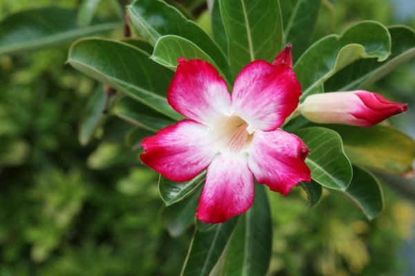 Rosa del desierto (Adenium obesum)