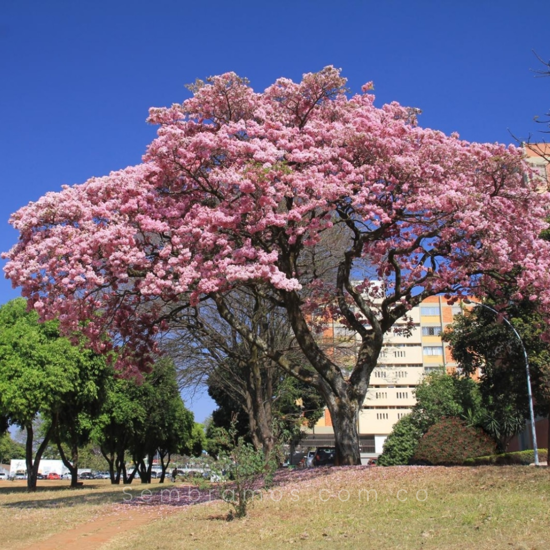 árbol guayacán rosado