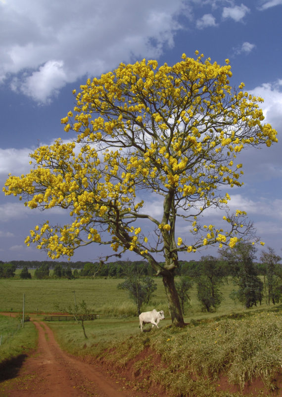 árbol guayacán amarillo