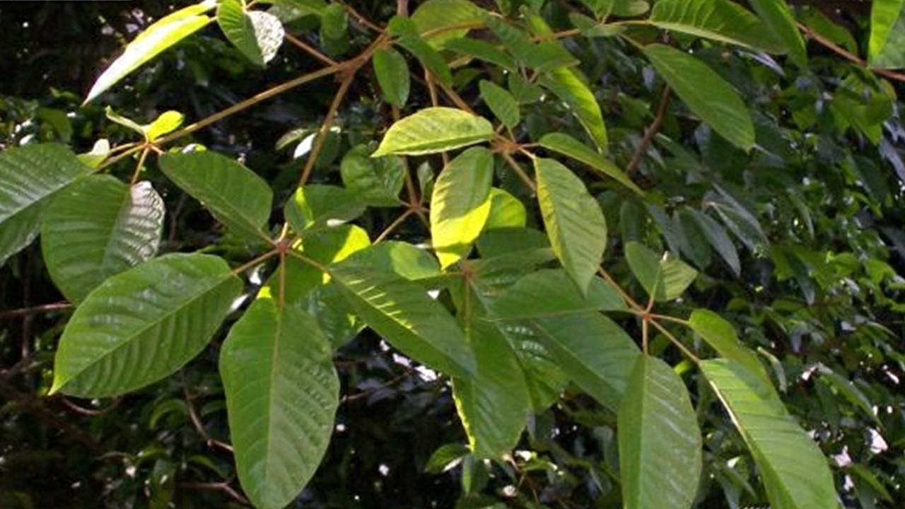 árbol guayacán amarillo