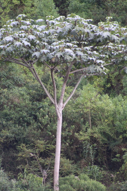 árbol yarumo blanco
