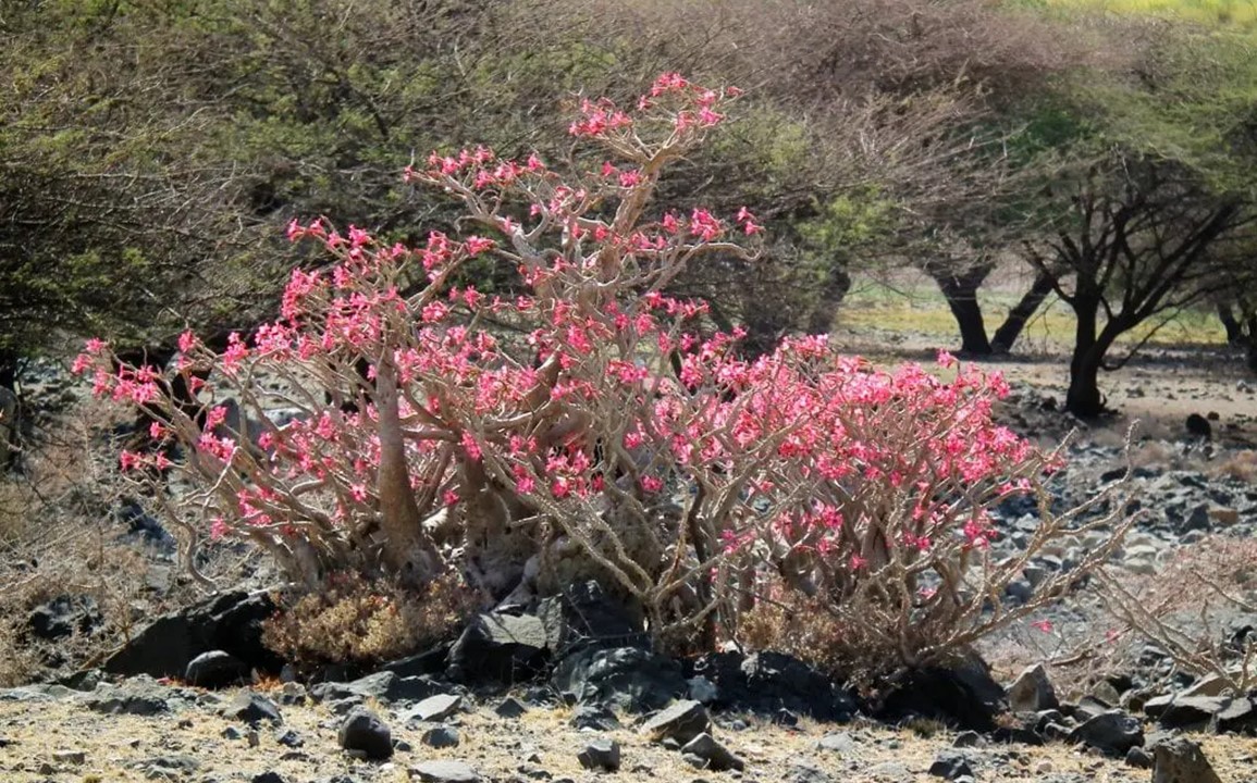 planta rosa del desierto