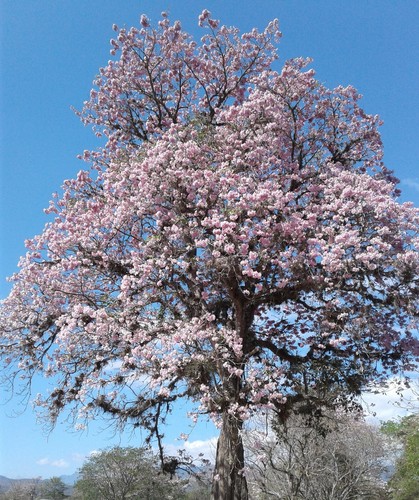 semillas árbol guayacán rosado