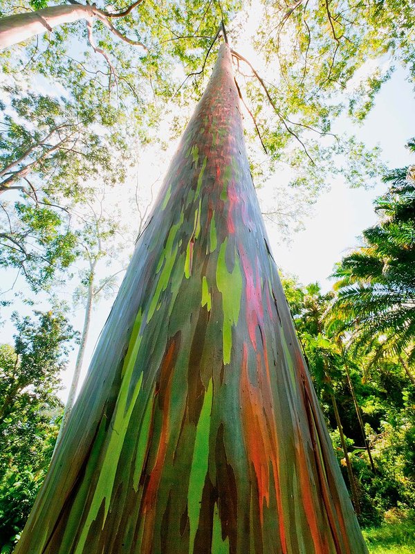 árbol eucalipto arcoíris