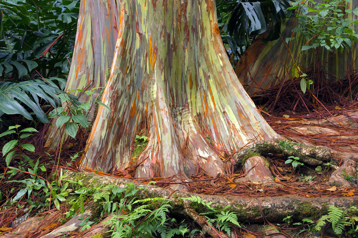árbol eucalipto arcoíris