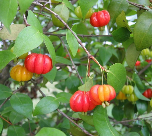 Pitanga (Eugenia uniflora)