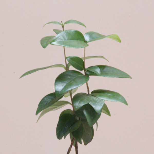 árbol pitanga (Eugenia uniflora)