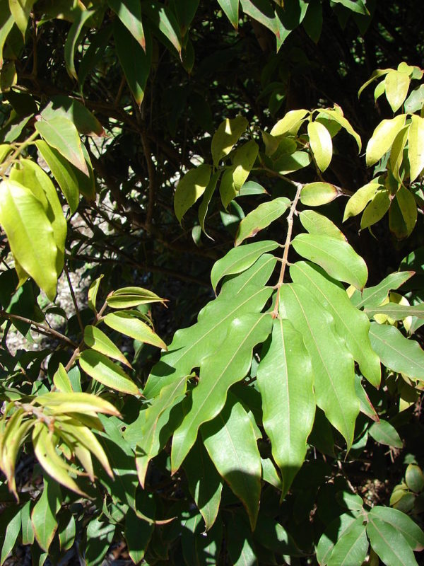 árbol guayabo jaboticaba