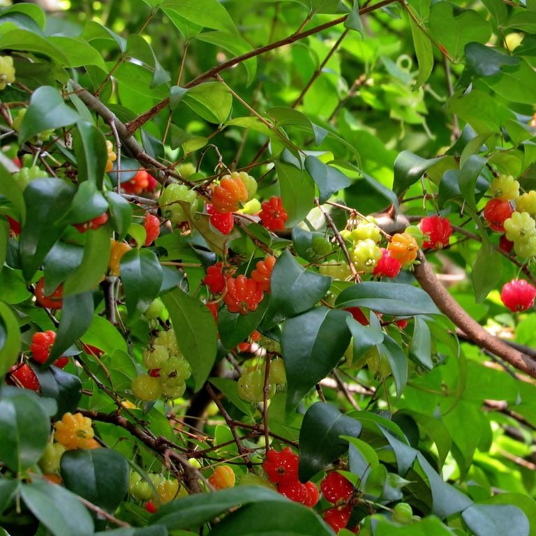 árbol pitanga (Eugenia uniflora)