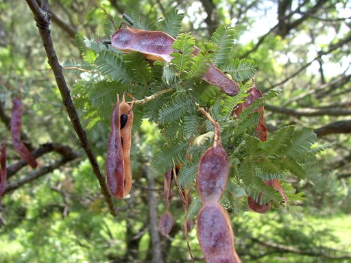 árbol acacia morada | Acacia baileyana