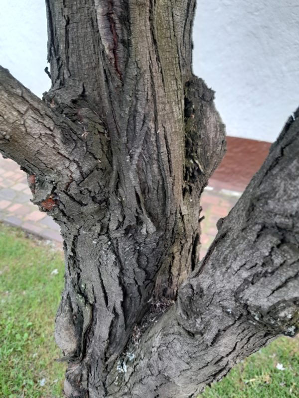 árbol acacia morada | Acacia baileyana