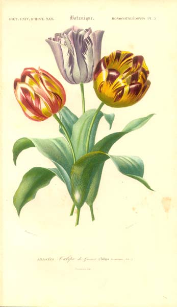bulbo de planta tulipán