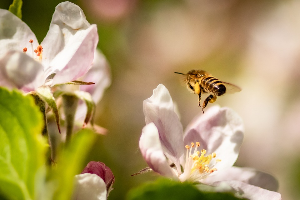 miel de abejas apis mellifera