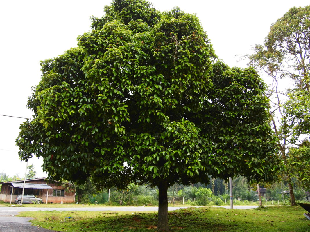 árbol de mangostino