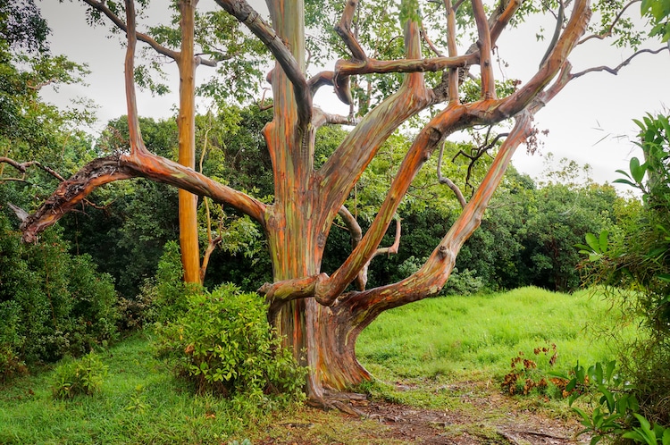 semillas árbol eucalipto arcoíris