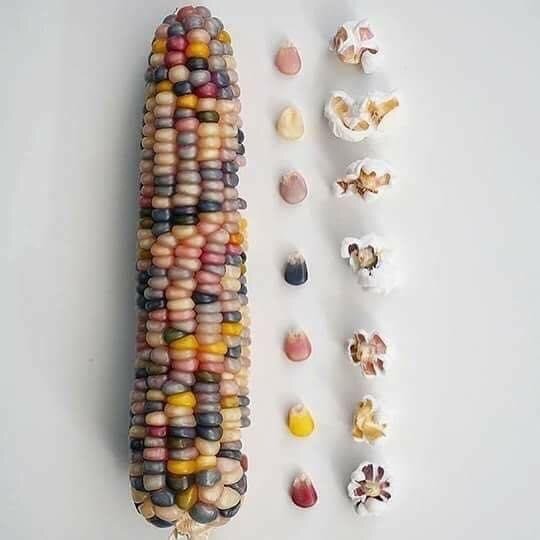 semillas maíz de colores glass gem