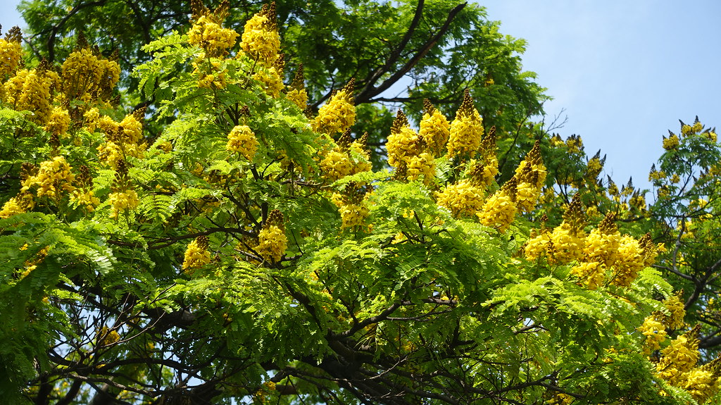 árbol acacia amarilla