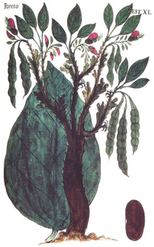árbol chachafruto