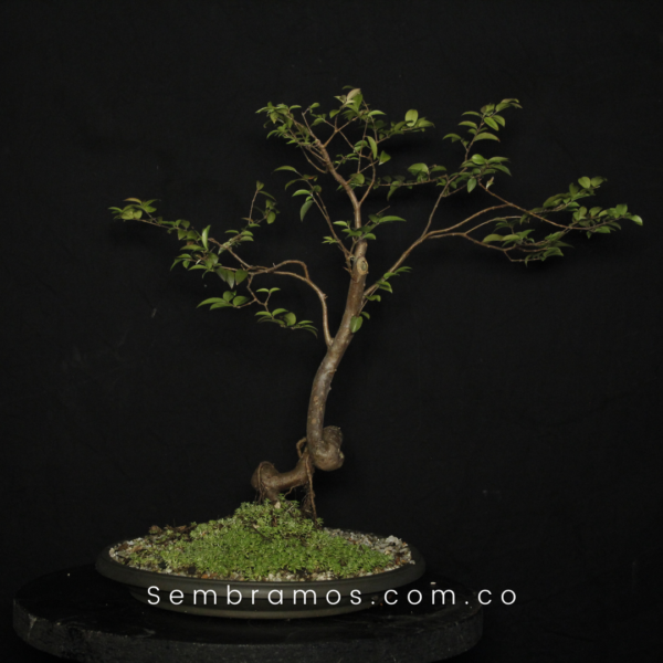 bonsái guayabo jaboticaba