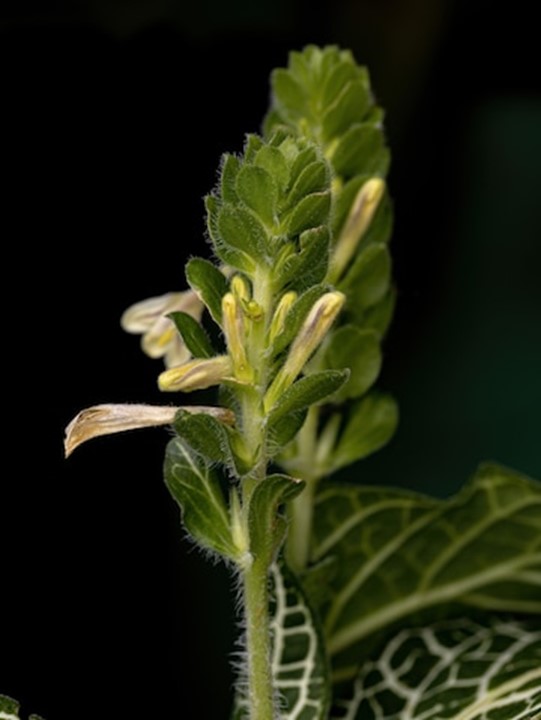 planta fittonia verde