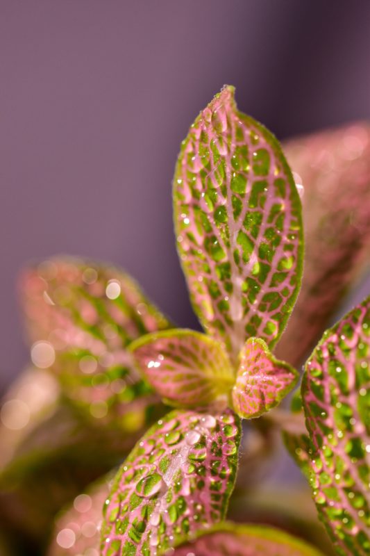 planta fittonia rosa