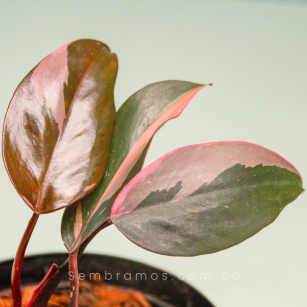 planta philodendron pink princess