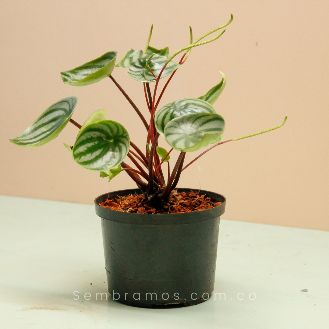 Planta Peperomia Sandia