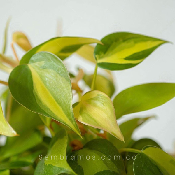 planta cordatum brasil