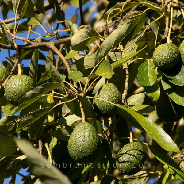 árbol aguacate hass