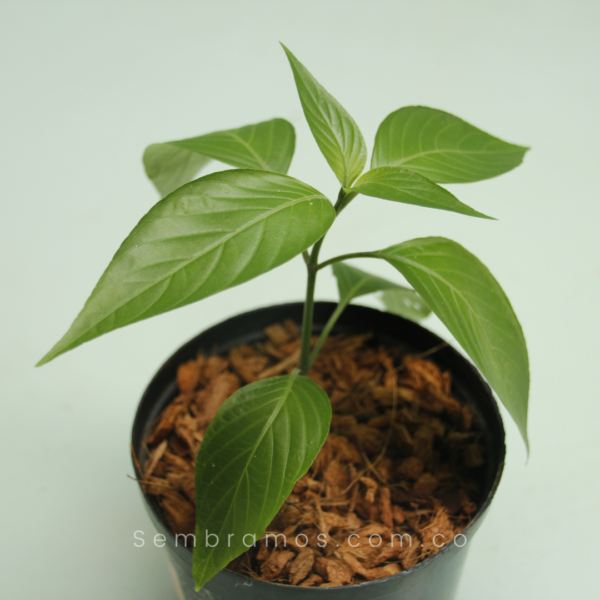 planta singamochila