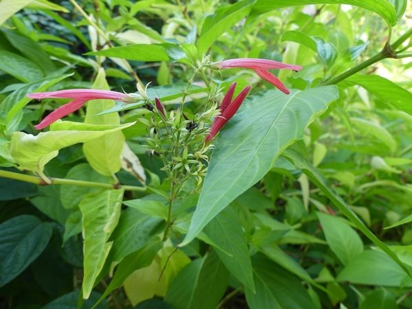 Singamochila (Dianthera secunda)