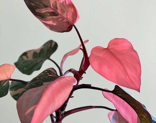 Philodendron pink princess (Philodendron erubescens)