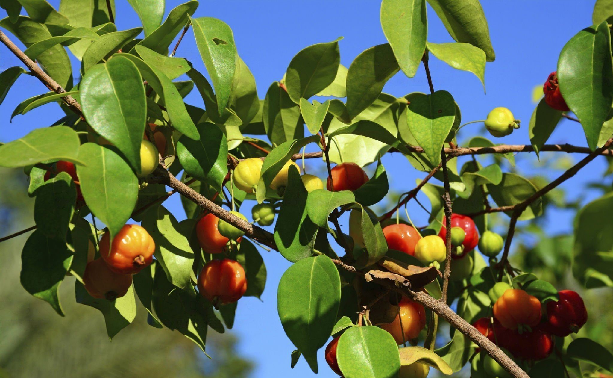Дерево Питанги плодоносящие купить