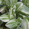 planta tradescantia albiflora verde