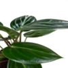 planta peperomia espejito