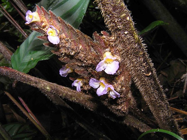 planta calathea plateada