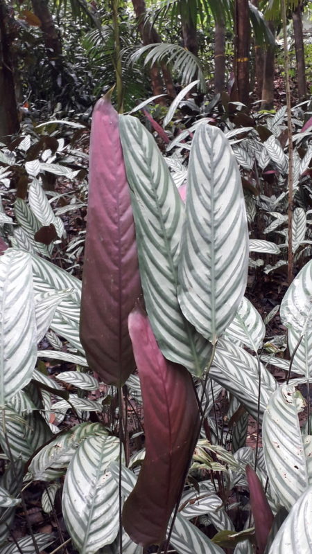 planta calathea plateada