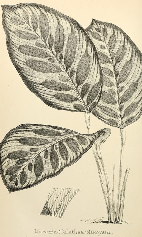 planta calathea makoyana
