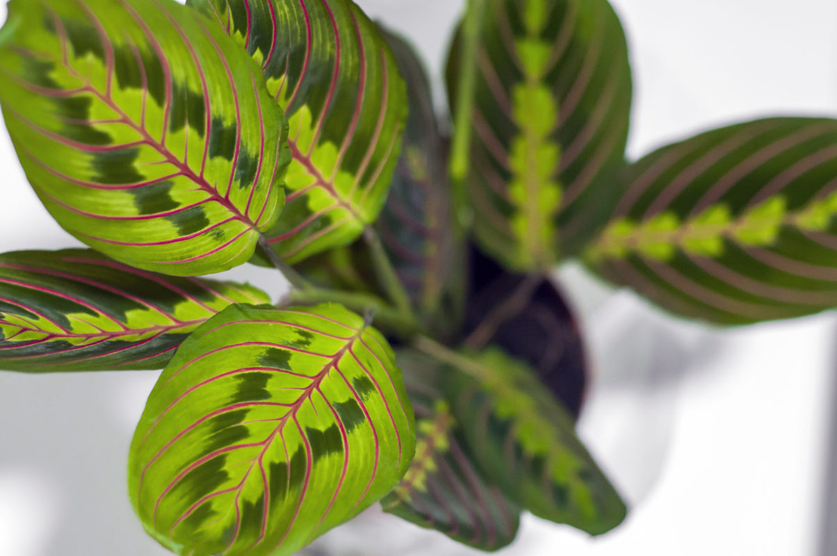 planta maranta leuconeura tricolor