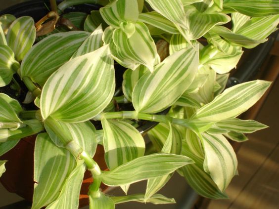Tradescantia Albiflora Verde (Tradescantia Fluminensis Variegata)