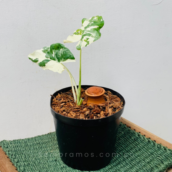 planta alocasia variegata