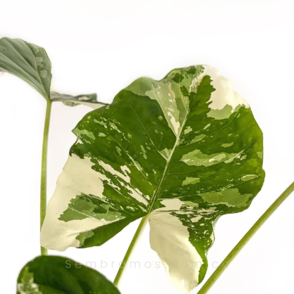 planta alocasia variegada
